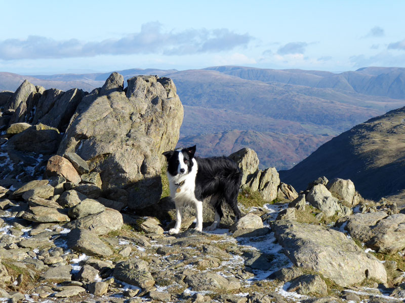 Molly The Collie